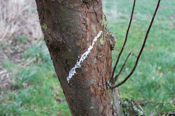 Fährtenmarkierungskreide Weiß 2