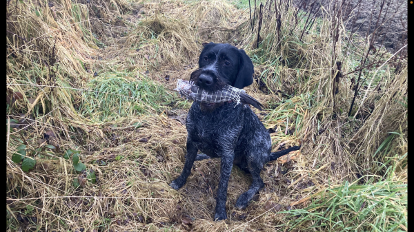 Taube als Schleppwild