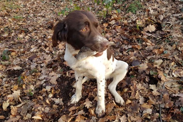 Jagdhund mit Entenschwinge