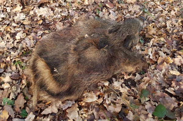 Wildschweinschwarte mit dazugehörigen Läufen