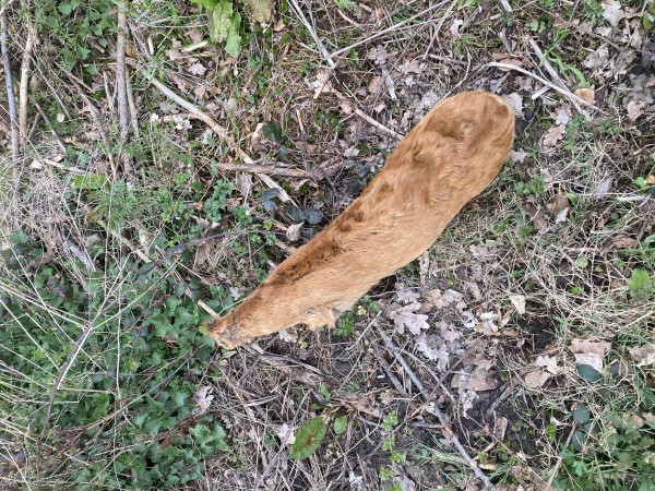 Übungsstück Damwild Rehwild Schwarzwild