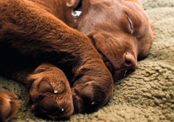 Faserpelz Hundedecke