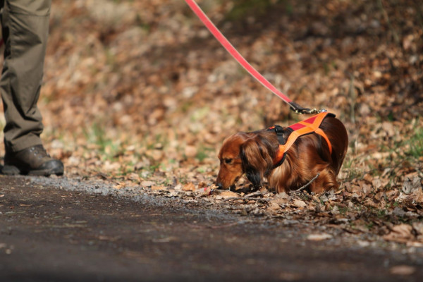 TECKEL-SCHWEISSGESCHIRR