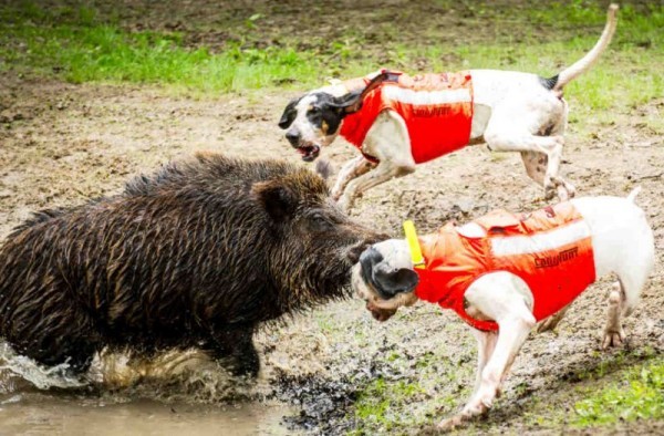 Canihunt Hundeschutzweste Protect Eco