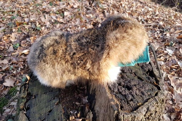 Hasenfell Hasenbalg Gegerbt