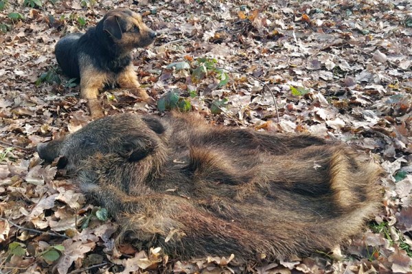 Wildschweinschwarte mit dazugehörigen Läufen