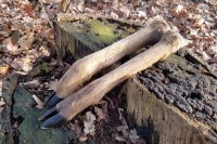 Rehwildschalen Rehwildschalen