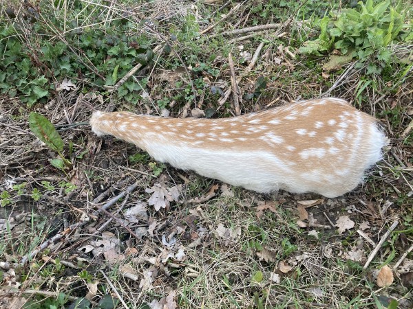 Übungsstück Damwild Rehwild Schwarzwild