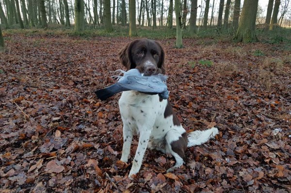 Taube als Schleppwild