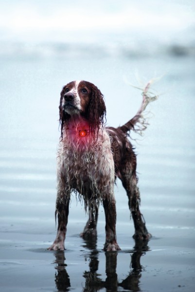Leuchthalsband Orbiloc Dog Dual Light