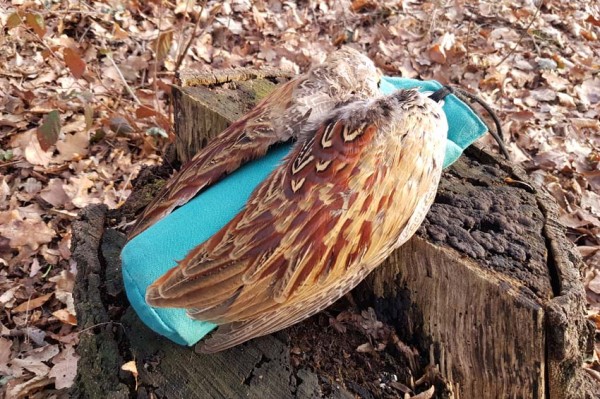 Fasanenschwinge auf Apportier-Dummy