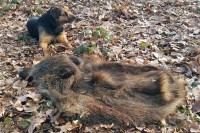 Wildschweinschwarte Foto 2 Wildschweinschwarte Foto 2