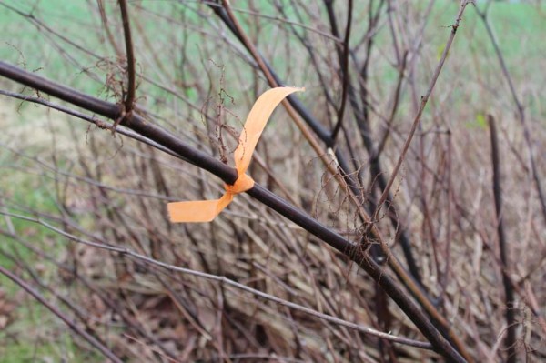 Fährtenmarkierungsband Orange 2