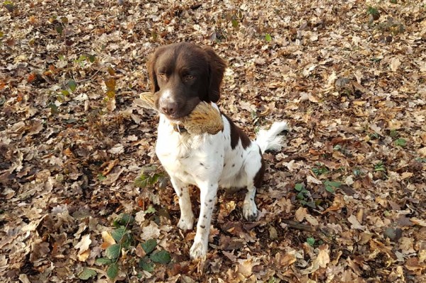 Jagdhund mit Fasanenschwinge