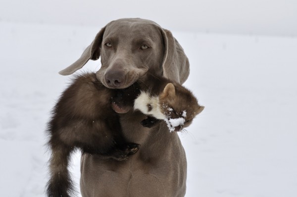 Marder Iltis 2 Stück