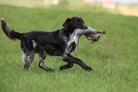 Kaninchen apportieren Kaninchen apportieren