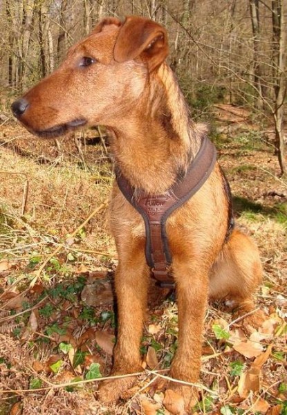 Niggeloh Hundeführergeschirr Follow light