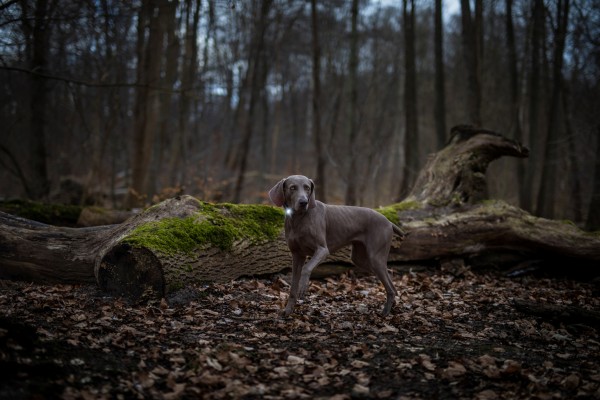 Leuchthalsband Orbiloc Dog Dual Light