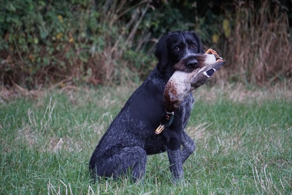 Ente 2-Wahl 5 Stück