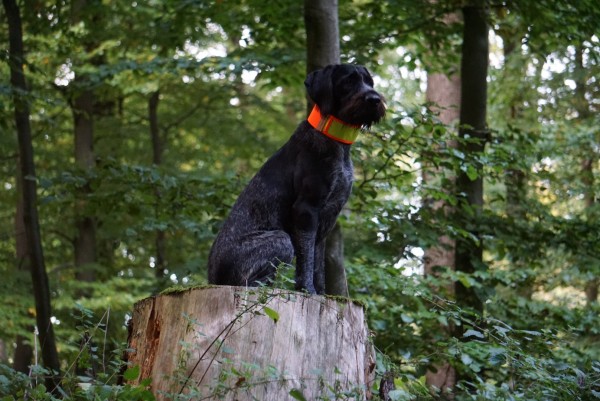 Niggeloh Warnhalsung