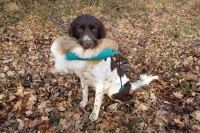 Jagdhund mit Hasenbalg Jagdhund mit Hasenbalg